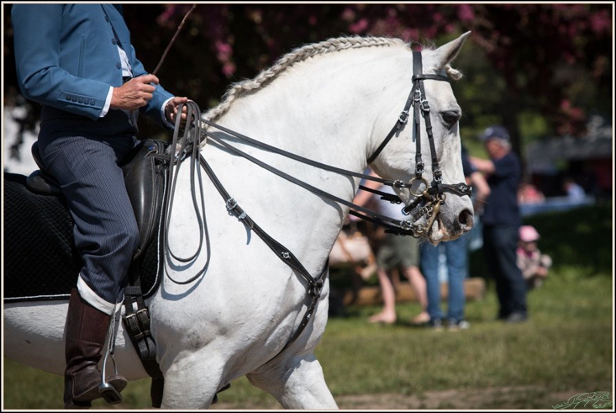 Pferd International 051